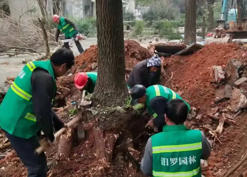植物移植存活率