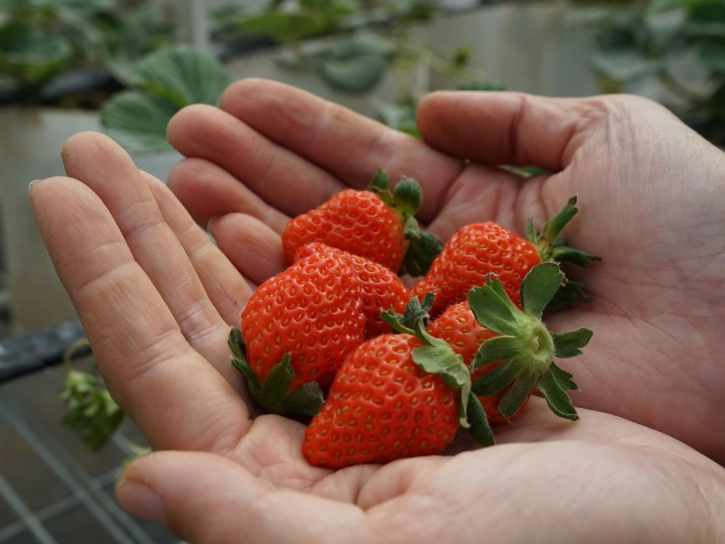 無農藥草莓價格