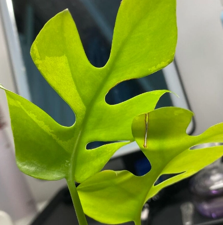 龜背芋葉子焦邊