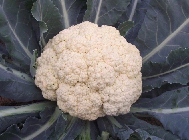 花椰菜安全食用