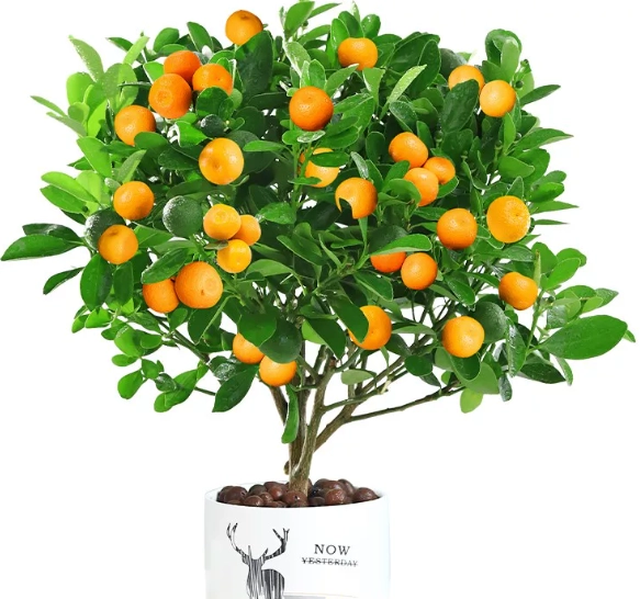 過年盆栽擺放風水