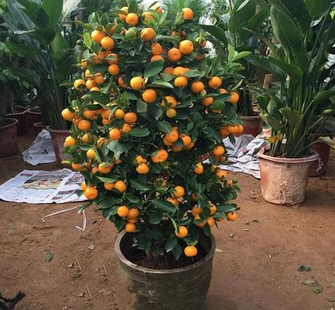金桔盆栽選購技巧