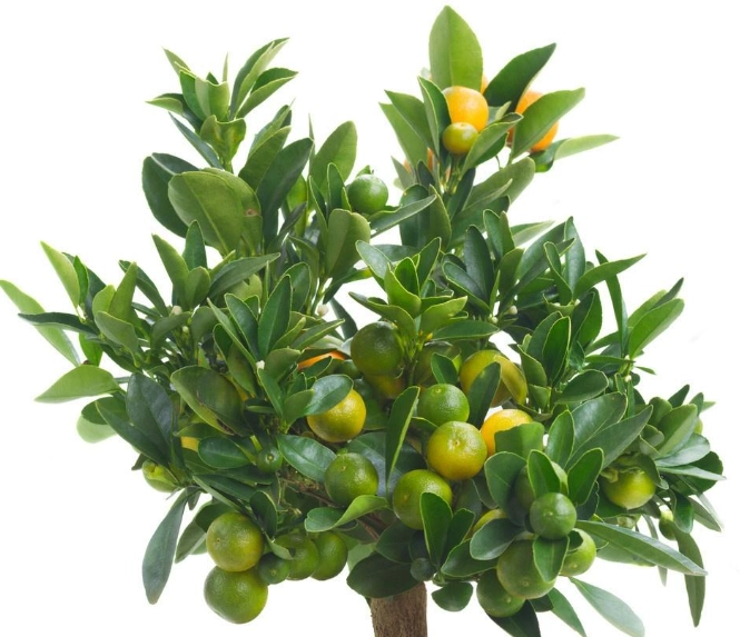 金桔盆栽養護方法