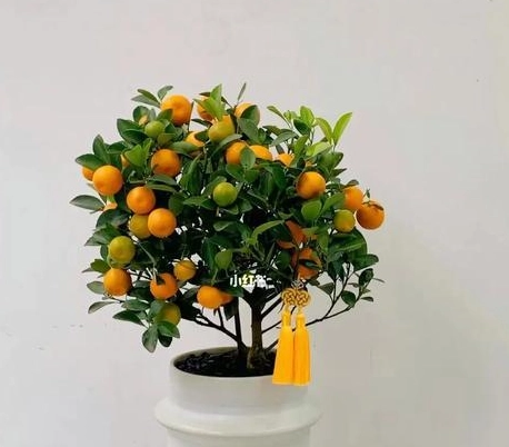 金桔盆栽養護方法