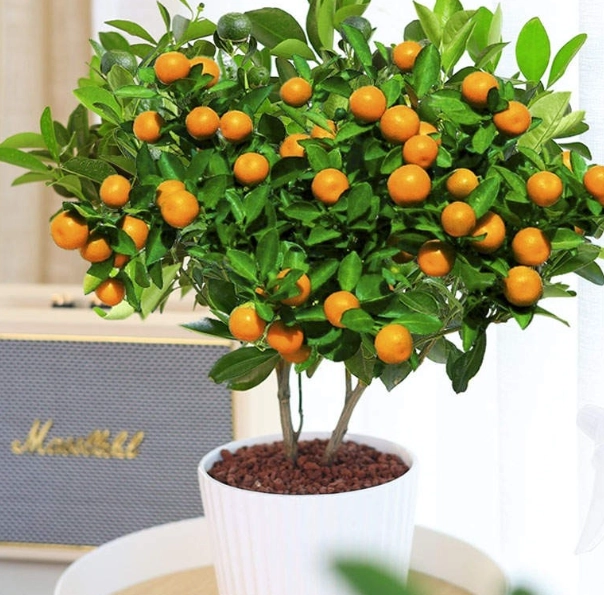金桔盆栽選購技巧