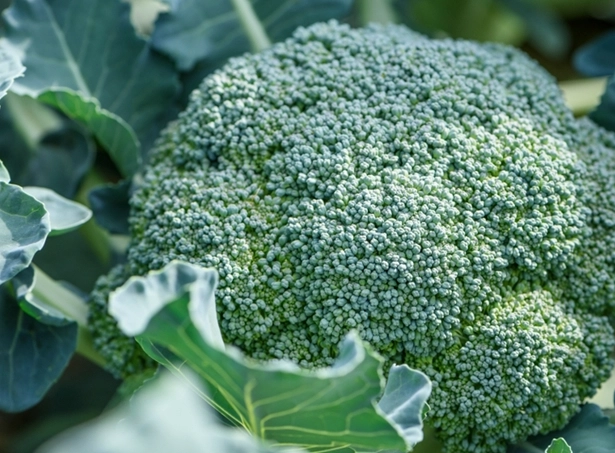 花椰菜黃葉處理