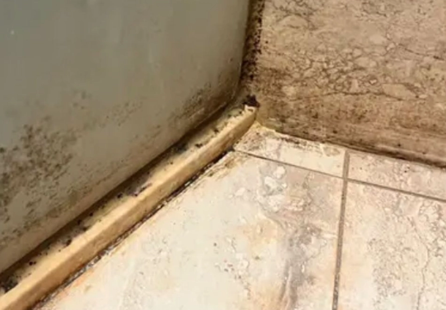 磁磚填縫劑發霉