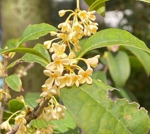 桂花繁殖方法