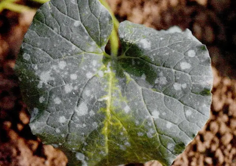 有機 防治 白粉病