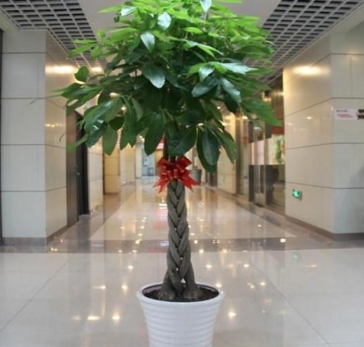 發財樹對貓有害嗎