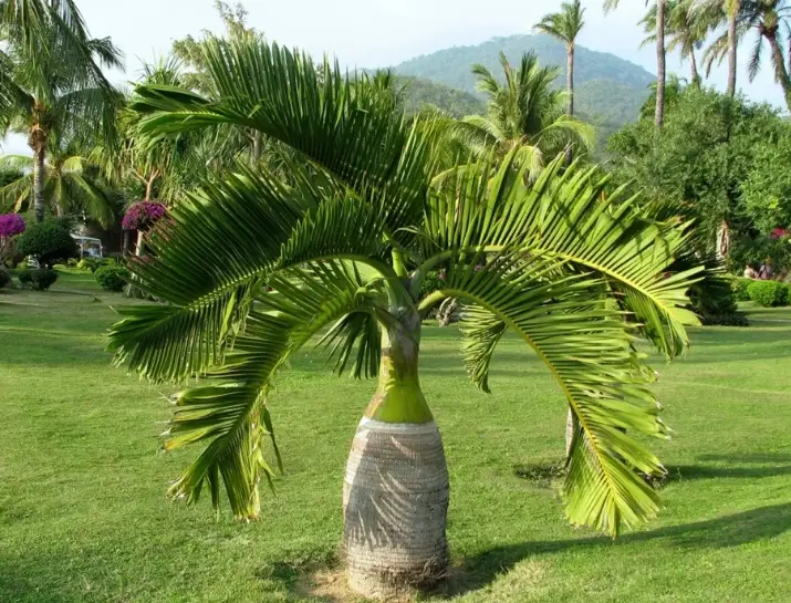 盆栽椰子樹照顧