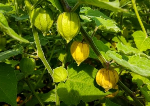燈籠果種植步驟