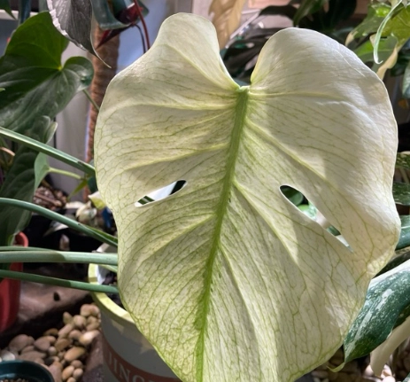 白怪獸龜背芋葉子黃