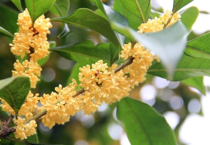 桂花繁殖方法