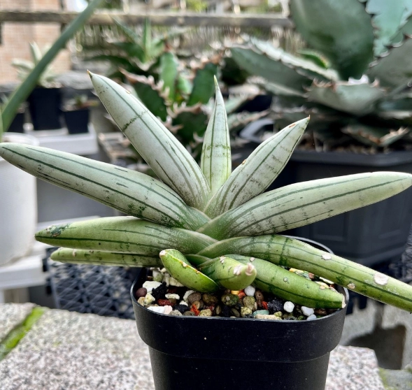 虎尾蘭澆水注意事項