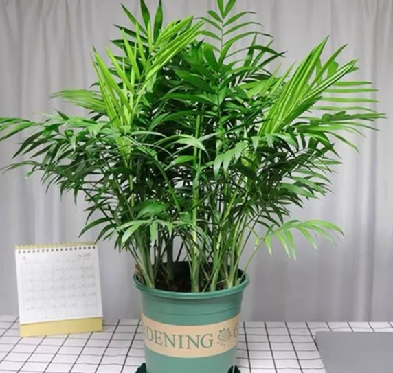椰子樹盆栽