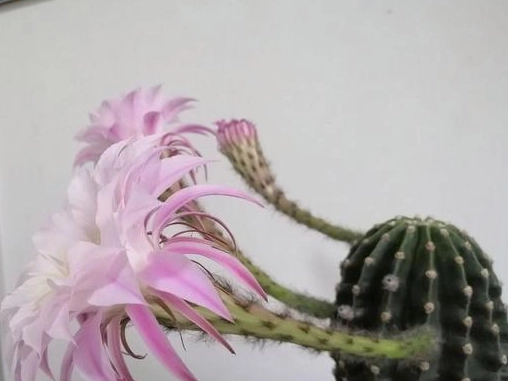 仙人掌修剪方法