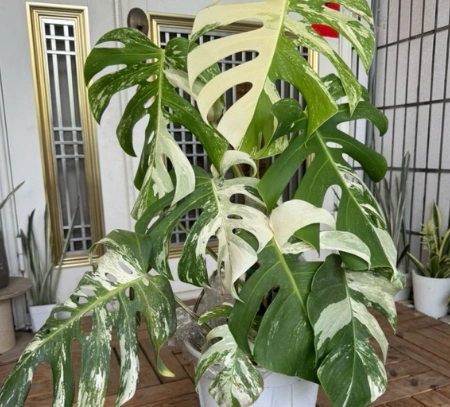 白怪獸龜背芋葉子黃