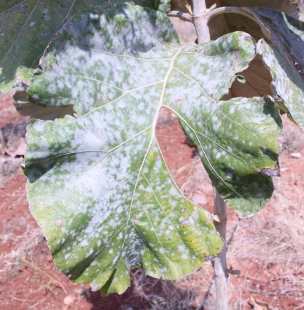 自製 白粉病 藥劑