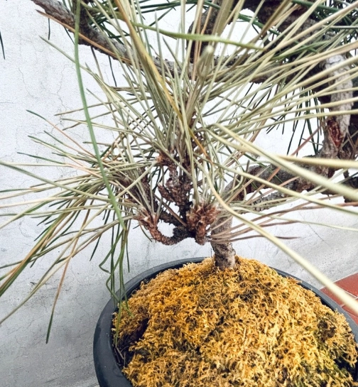 松樹病蟲害防治