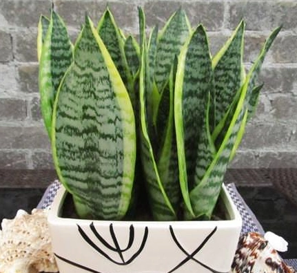 虎尾蘭澆水注意事項