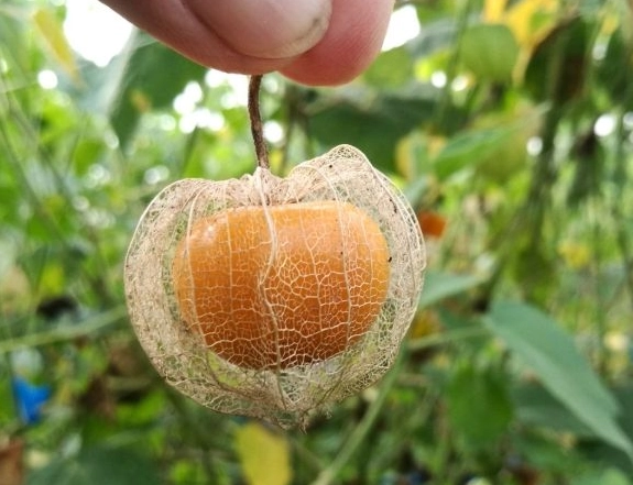 燈籠果種植步驟