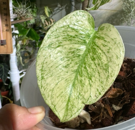 白怪獸龜背芋澆水