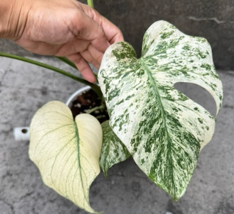 白怪獸龜背芋澆水