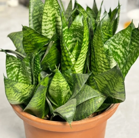 虎尾蘭澆水方法