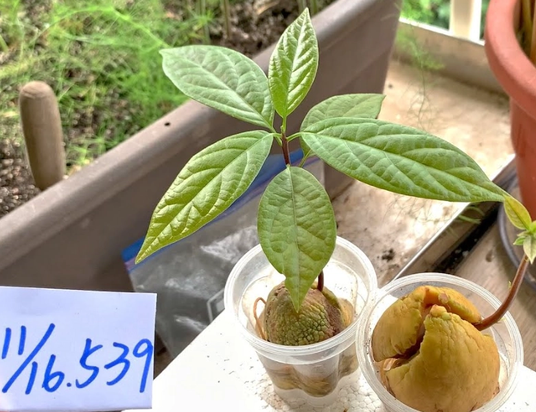 酪梨澆水頻率