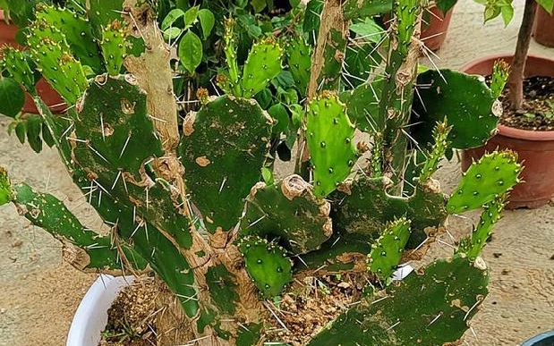 仙人掌修剪方法