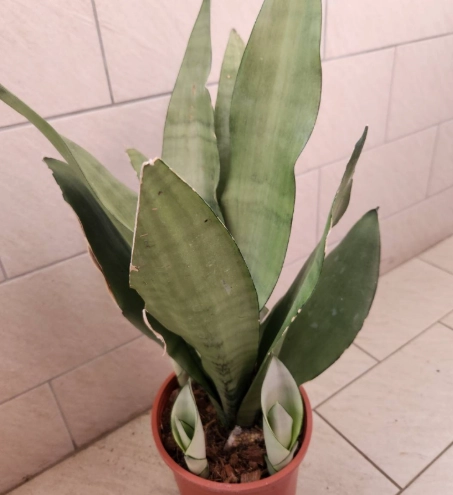 虎尾蘭澆水頻率