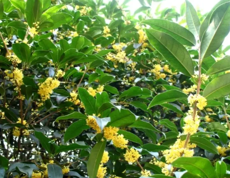 桂花種植技巧