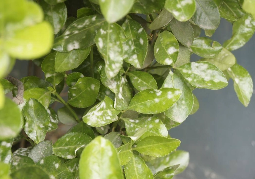 有機 防治 白粉病