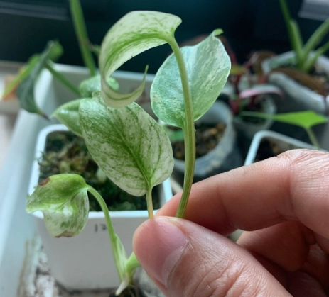 白怪獸龜背芋葉子黃