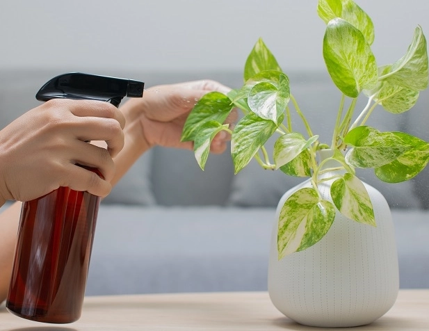 空氣淨化植物推薦