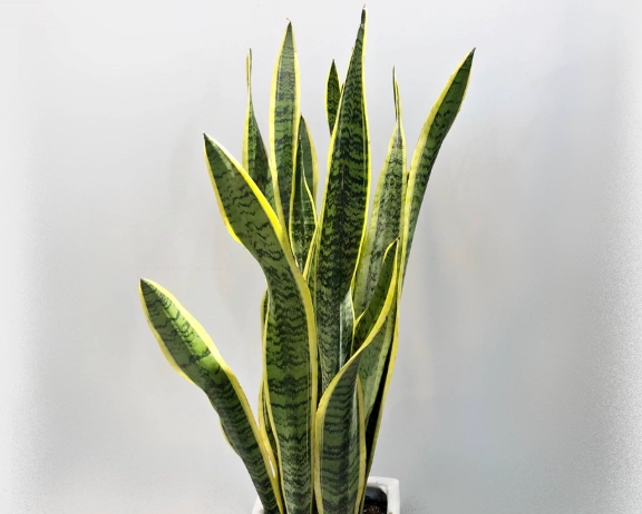 虎尾蘭澆水方法