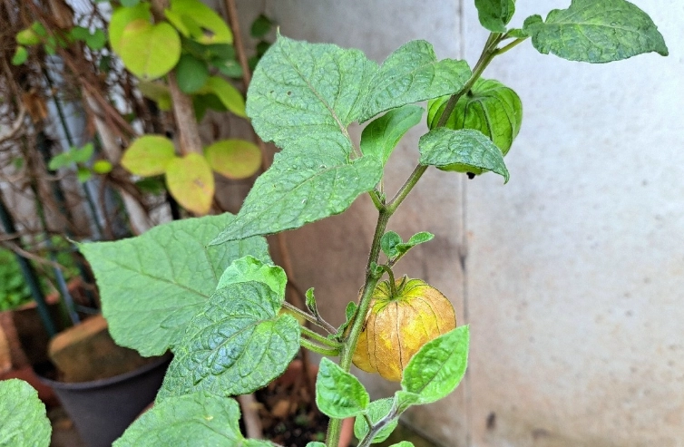 燈籠果栽培季節