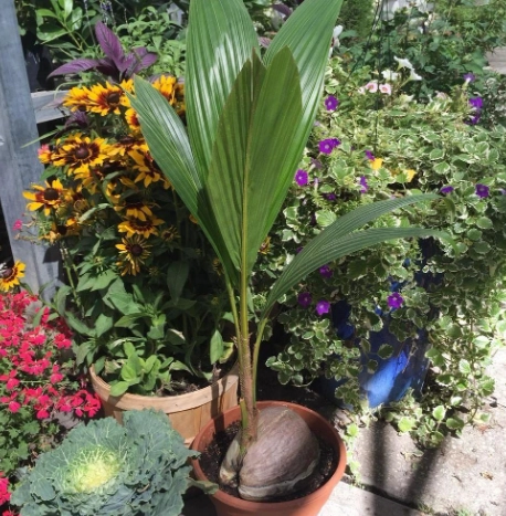 盆栽椰子樹照顧