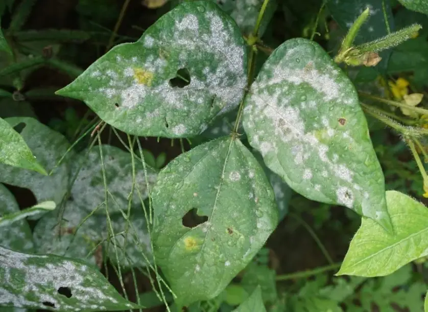 自製 白粉病 藥劑