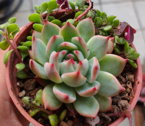多肉植物推薦