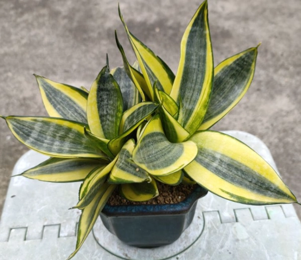 虎尾蘭澆水頻率