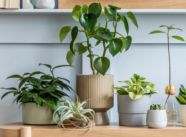 空氣淨化植物推薦