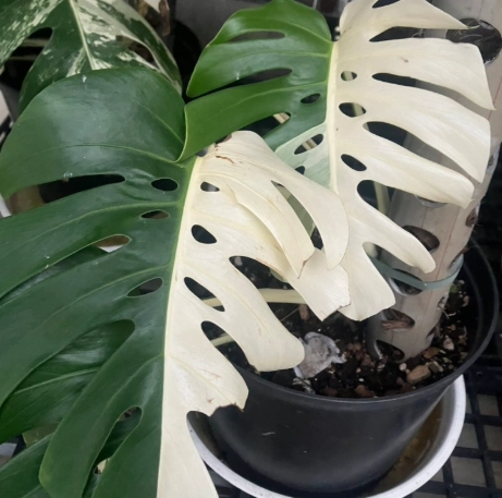 白怪獸龜背芋澆水