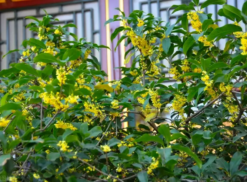 桂花種植技巧