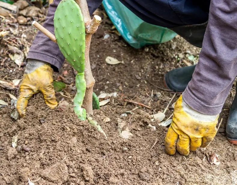 仙人掌修剪方法