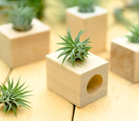 延長空氣草壽命