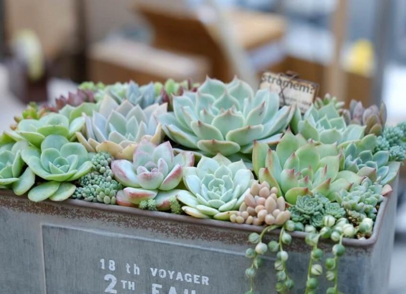 多肉植物 澆水 方法