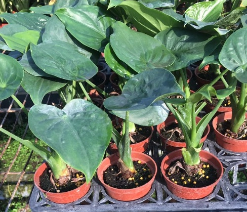 佛手芋 水耕 營養液