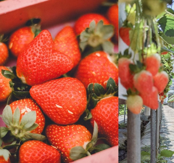 草莓園推薦